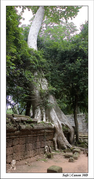 2006 - 07 - Temple angkor - Ta Prohm 22